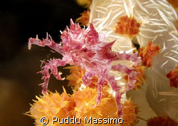 nikon d2x 60mm macro by Puddu Massimo 
